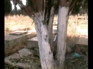 ORAN TAMAZOUHET 14